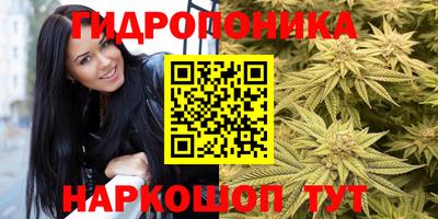 шишки Кимры